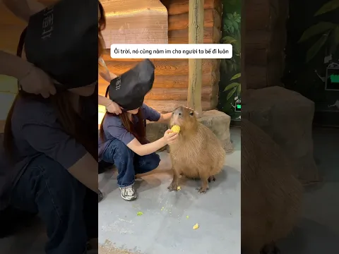 Thử thách xem Capybara sẽ bảo vệ ai và cái kết #shorts