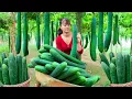 Download Lagu Harvesting Green Squash Go to Countryside Market Sell – Farm Life | Phuong Harvest Life