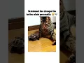 Download Lagu silly ahh turtle #lol #funny #bruh #funnymemes #meme #memes #turtle #trending #capcut #subscribe #xd