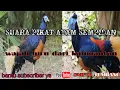 SUARA PIKAT AYAM HUTAN SEMPIDAN KALIMANTAN