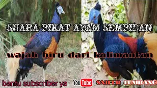 suara pikat ayam hutan sempidan kalimantan