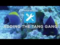 Lagu Ep. 19 | Build Series: Adding the Tang Gang