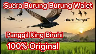 suara panggil king birahi andi sufar suara burung walet terbaru 2025