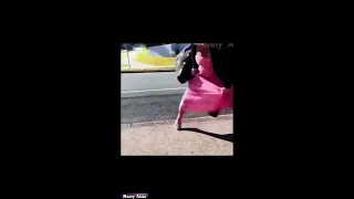 Stan twitter rat holding onto an old lady s dress while funky town by the chipmunks plays