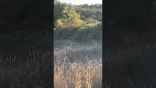Doe and Fawn chillin’ out at Daley Ranch, Escondido. Don’t see them often here. Cougar sighting too!