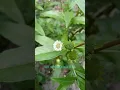 Download Lagu bhringraj (Eclipta prostrata /false daisy/ yerba de tago ) കയ്യൂന്നി