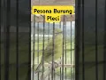 Download Lagu Pleci Tembakan Ciblek Gunung #plecimaniaindonesia