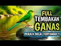 Lagu TERAPI UNTUK SEMUA JENIS BURUNG, SUARA GEMRICIK AIR, MASTERAN TERMEWAH FULL VARIASI TEMBAKAN TERBAIK