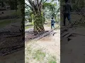 Lagu Malaysia palm plantation woorker #malyasia #nature