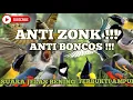 Download Lagu 🔴 suara pikat burung kutilang menjerit mix burung trucukan ngebren semua burung langsung terhipnotis