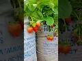 Download Lagu petik sendiri gratis jus strawberry #strawberry #kopeng #magelang #jawatengah #kebunbuah