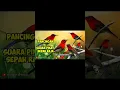 Download Lagu Suara Pikat Burung Sepah Raja #shortvideo #shots #sepahraja