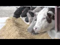 How Does Beef Reach Your Plate
