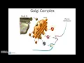 Human Anatomy Chapter 2 Cells