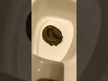 Download Lagu 🚽🦆 Spiderman cleans the toilet after Spiderduck! 🦆🚽 #giveityourbestshort