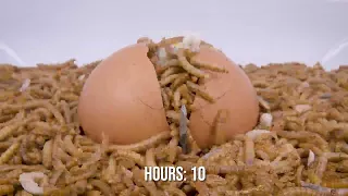 I gave them an egg