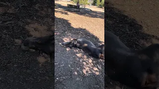 Dog park !! #fyp #dream #youtube #doberman #pets