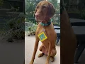 Download Lagu Scooby doo! #foryou #dog #puppy #funny #funnypuppy #fypシ #shorts #scoobydoo #fyp #viral