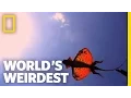 The Flying Dragon World s Weirdest