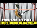 Lagu PROMO ! TROTOL TRAH PRESTASI RING KONDANG GAYA SUJUD FAVORIT PEMAIN GANTANGAN DIJUAL MURAH HARI INI