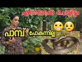 Download Lagu പാമ്പ് വീണ്ടും വീട്ടുമുറ്റത്ത് പുറത്തിറങ്ങാൻ പറ്റാത്ത അവസ്ഥ | Day in my life | Agriculture | Family 