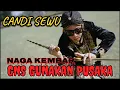 Download Lagu AKSI GNS \u0026 ISTRI MENAKLUKAN KUDA BERTOPENG MERAH