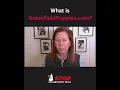 What About Greenfield Puppies