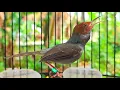 Download Lagu Terbukti ampuh. suara pikat prenjak kepala merah/suara pikat prenjak tamu.