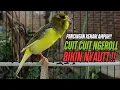 Lagu SUARA Kenari GACOR PANJANG Pancingan \u0026 masteran Kenari Paud AGAR gacor AMPUH Kenari MACET bunyii