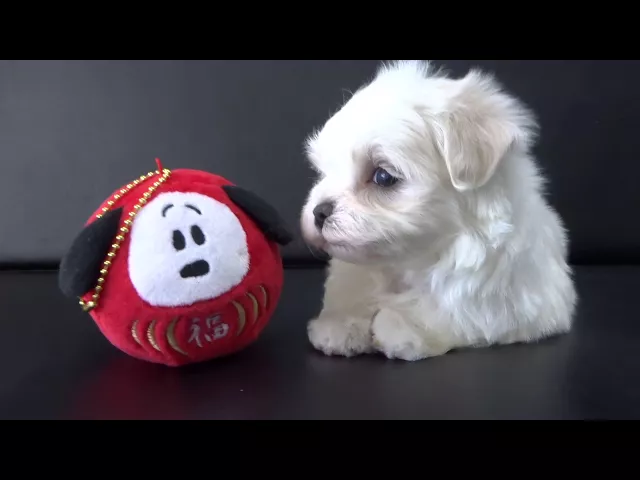 動画
