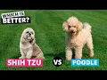 Shih Tzu vs Poodle - Which is Better for You