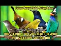 MASTERAN AMPUH PALING MUDAH DITIRU BURUNG PLECI |Masteran burung paling mudah ditiru plus terapi air