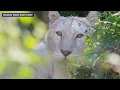 Former Siegfried Roy tigers given new home in rural Oregon
