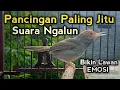 Lagu Pancingan PRENJAK KEPALA MERAH suara terbaik, paling ampuh bikin prenjak gacor nyaut seketika 