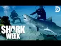 Researching a Chaotic Shark Feeding Frenzy Shark Week 2024 Discovery