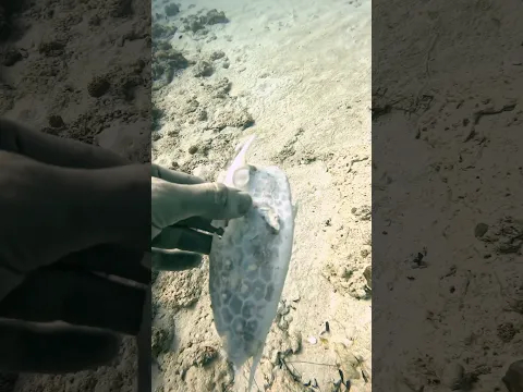 The remains of a little cowfish.While scuba diving