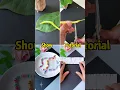 A moving caterpillar made from straws or tissue paper