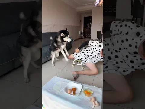 How dog reacted when egg was fake #shorts