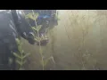 Eurasian water milfoil rebounds in lower eagle river chain of lakes