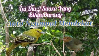 suara crecetan sirtu kombinasi prenjak nyetater asli alam liar