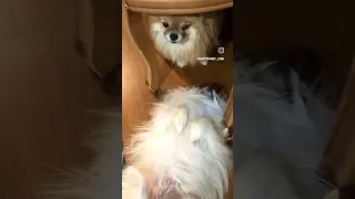 سگ های مبارز محله سایمون و کپل اینا فقط سگ نیستن قهرمانان رینگ بوکس حیوانات خانگی ان  سگ های مبارز محله سایمون و کپل اینا فقط سگ نیستن قهرمانان رینگ بوکس حیوانات خانگی ان