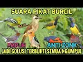 Lagu SUARA PIKAT BURCIL TERBUKTI AMPUH SEMUA NGUMPUL LENGKET POL