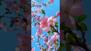 ROZAVIN Коли весна рожева прилетить Official Audio 