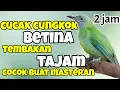 Download Lagu MASTERAN CUCAK CUNGKOK BETINA SUARA JERNIH BESETAN TAJAM
