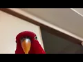 Red birb GUMI wuewuewuewuewue staring