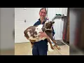 Dawson Creek veterinary clinic named Practice of the Year by national veterinary association