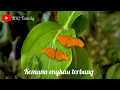 Download Lagu Kupu Kupu Yang Lucu + Lirik Lagu Anak PopulerNR2 Family - BUTTERFLY