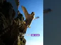 Download Lagu Falcons Are the Fastest Animals! #Falcons