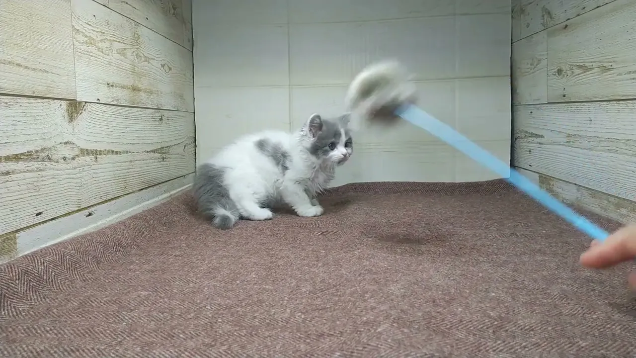 動画