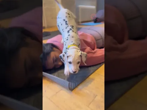 Puppy Yoga Is The Ultimate Cure For Stress! 🐶🧘‍♀️ #shorts #puppyyoga #cute